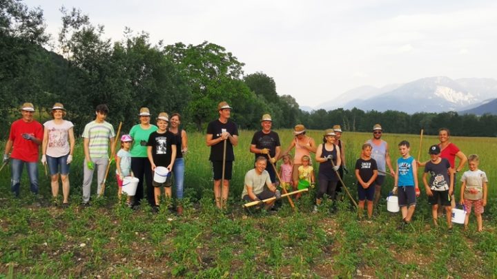 Jagd auf Unkraut und Käfer
