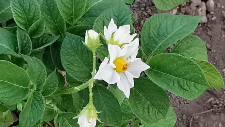 Kartoffelblüte