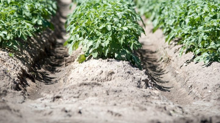 Trockene Erde und Kartoffelpflanzen