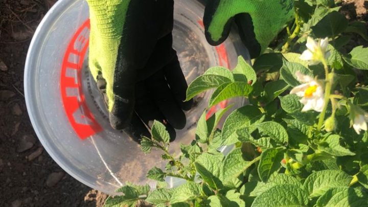 Handschuhe und Kübel müssen sein