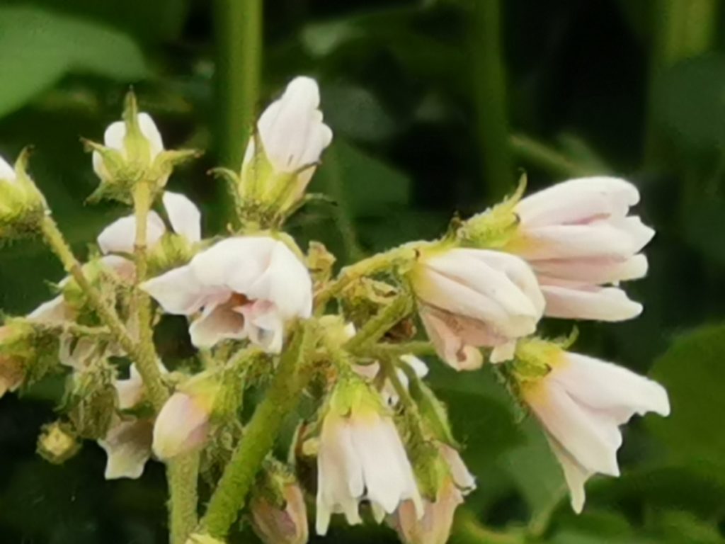 weiße Blüten der Kartoffelpflanze