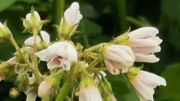 weiße Blüten der Kartoffelpflanze