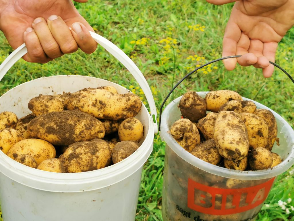 Frische Ernte von Bio-Kartoffeln - zwei Kübel prall gefüllt mit Erdäpfeln.